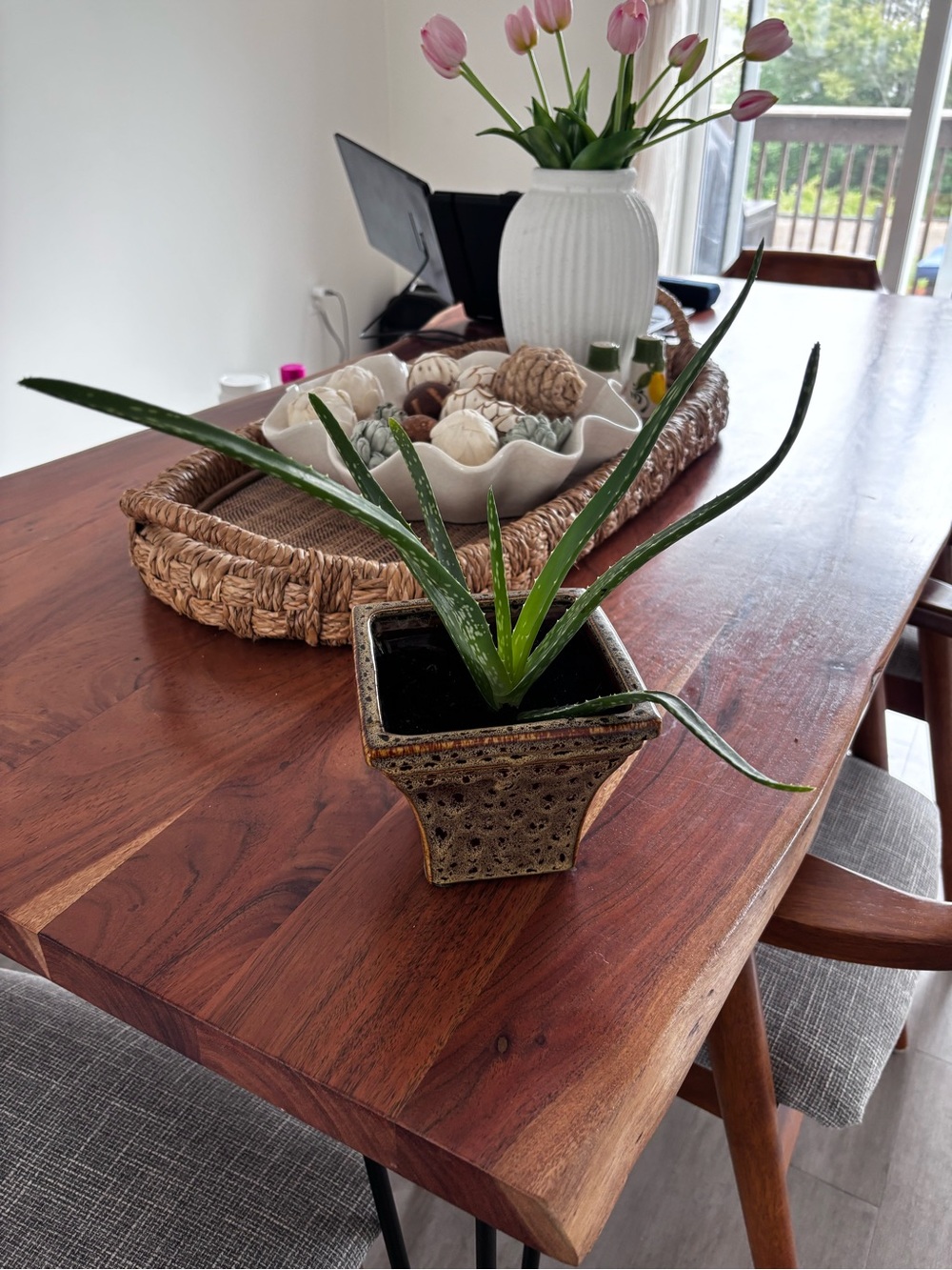 🌿  Aloe Vera Plant with Decorative Ceramic Pot 🌿